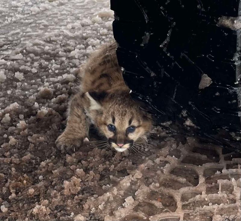 A cougar cub is seen in a photo taken March 6, 2025, in the Upper Peninsula.