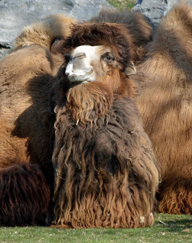 Rusty, another Bactrian camel at the Detroit Zoo, died in April 2025.
