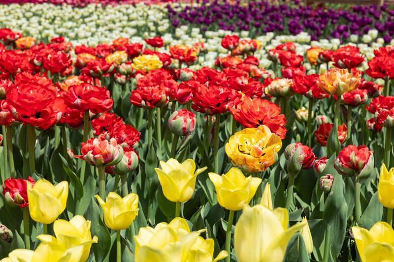 Can you pick tulips during Tulip Time in Holland? When in doubt, it's safest to assume the answer is no.
