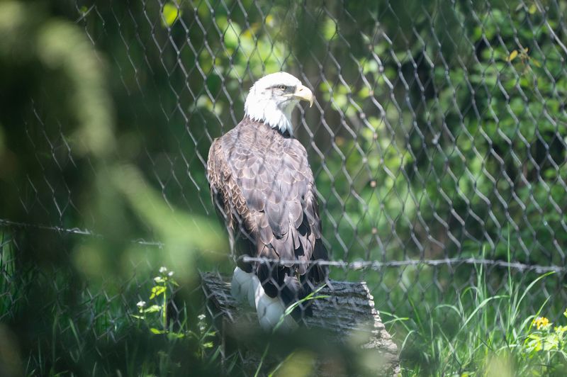 A bald eagle perches at Binder Park Zoo in Battle Creek on Thursday, May 8, 2025.