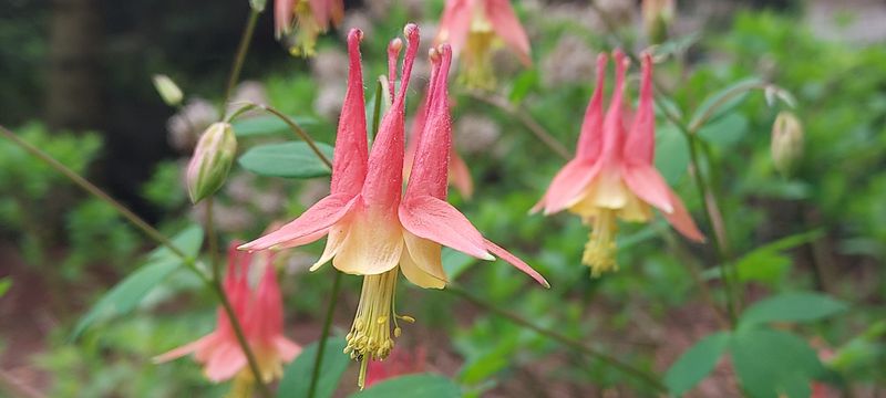 The native columbine typically blooms in late spring to early summer, in time for hummingbirds returning from their winter migration.