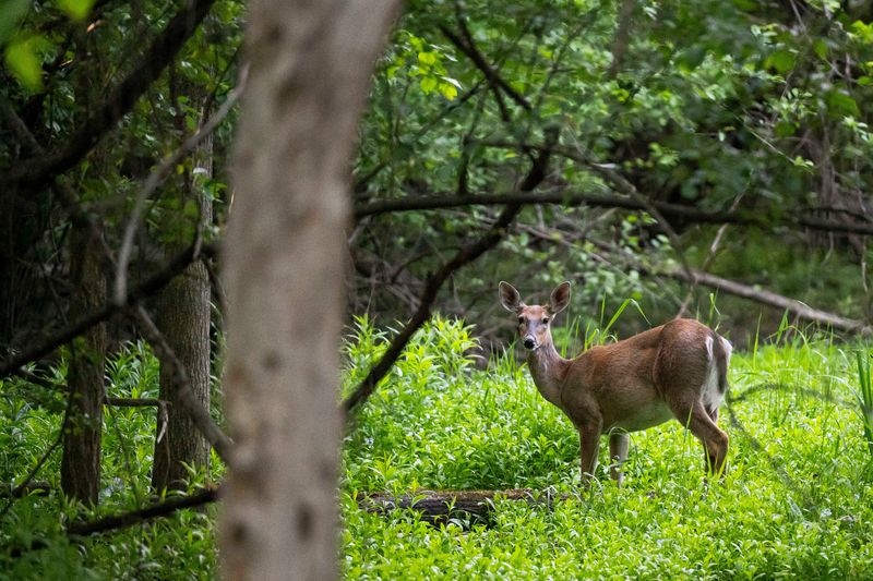 A female white-tailed deer moves through the forest on Tuesday, May 27, 2025 at Heritage Park in Farmington Hills.