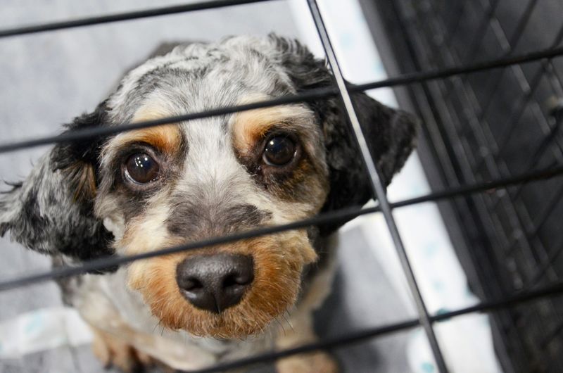 Both the Little Traverse Bay Humane Society and Cheboygan County Humane Society are offering access to pet supplies, resources and temporary boarding for owned animals whose families have been affected by flooding.
