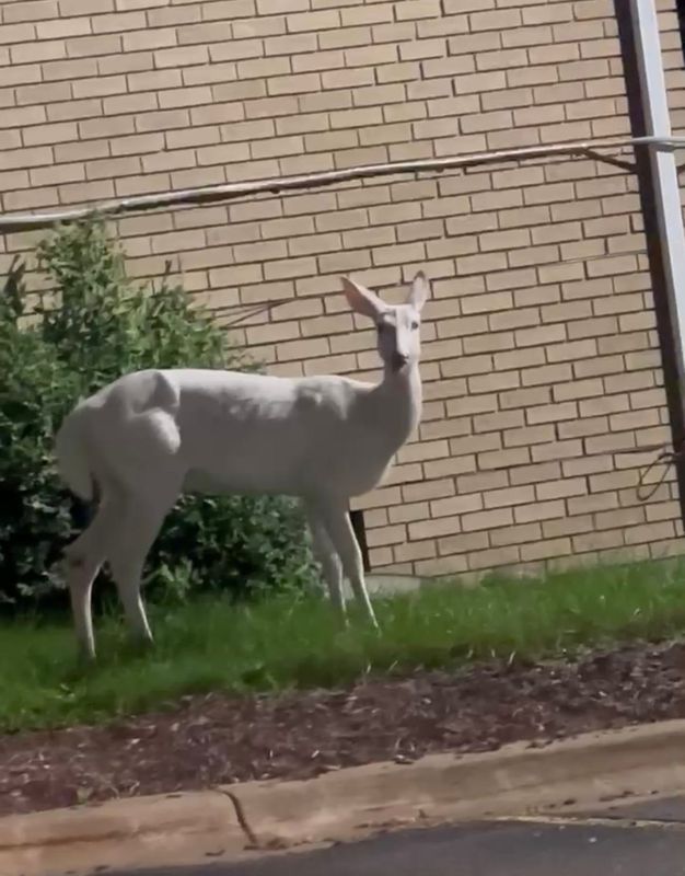 A Farmington Hills couple spotted a rare albino deer while driving on 12 Mile Road, near Orchard Lake, on Monday, September 11, 2023.