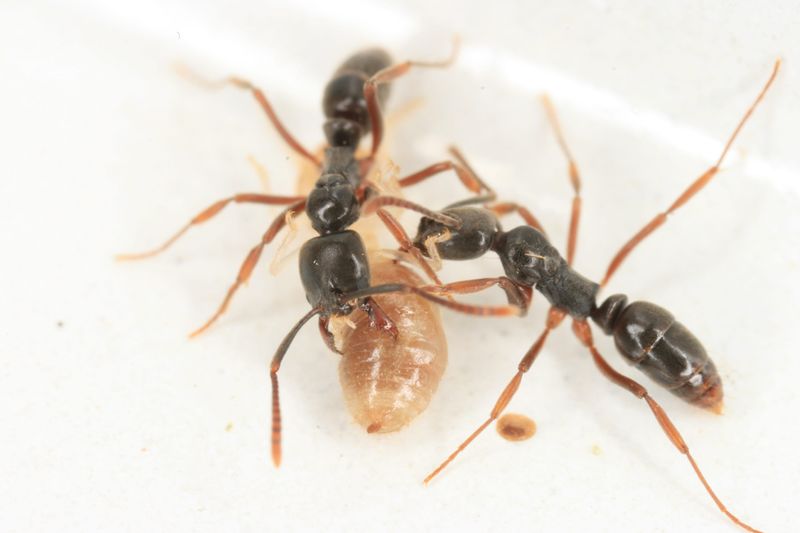 Two invasive Asian needle ants attacking a termite. The invasive species is spreading in the United States.