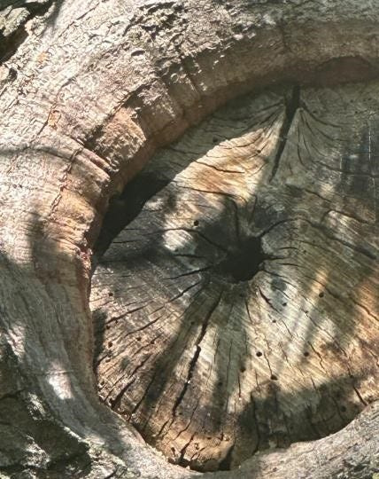 To determine the presence of carpenter ants in a tree, look for holes chewed into dead or decaying portions of the tree.
