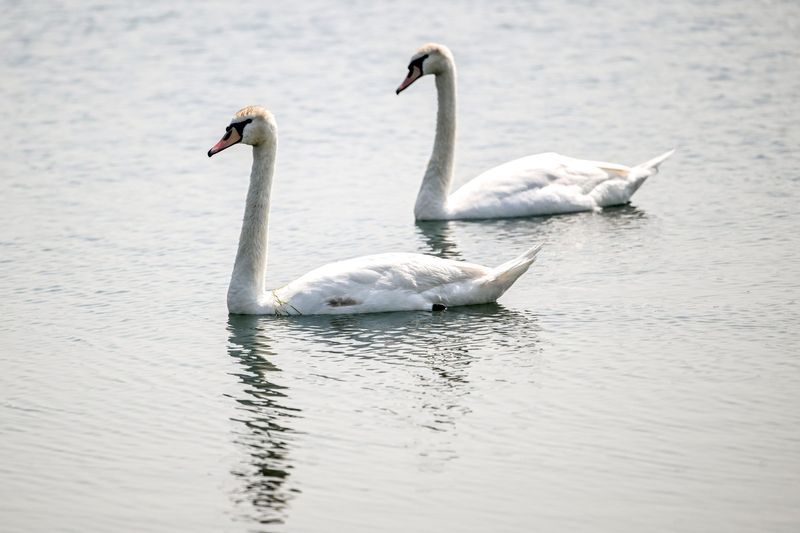 Two swans swim in the lake at Crandell Park on Monday, June 9, 2025, in Eaton County.