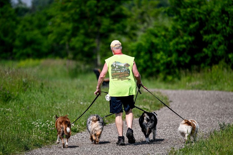 A man walks his dogs along the trail at Crandell Park on Monday, June 9, 2025, in Eaton County.
