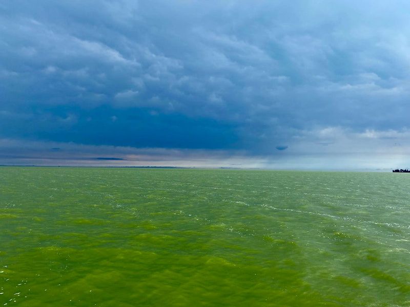 Harmful algal bloom in western Lake Erie, August 29, 2022.