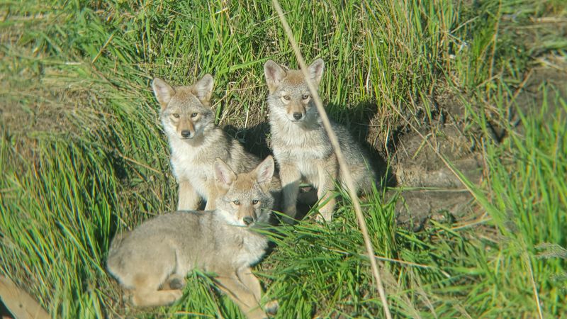 Young coyotes relax in a grassy field in Michigan this May 16, 2016 photo