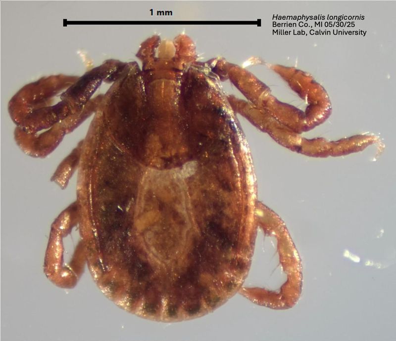 An Asian longhorned tick