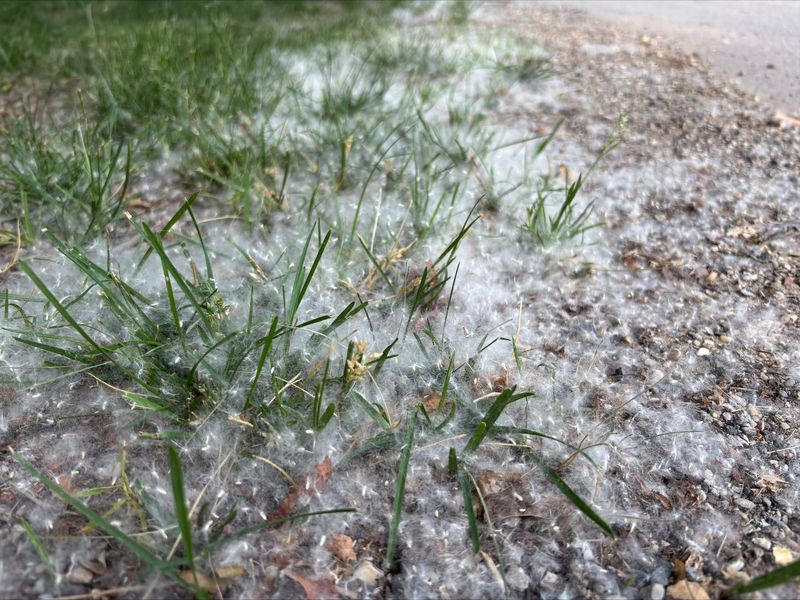 A collection of cottonwood seeds trapped in grass in Okemos, Michigan.