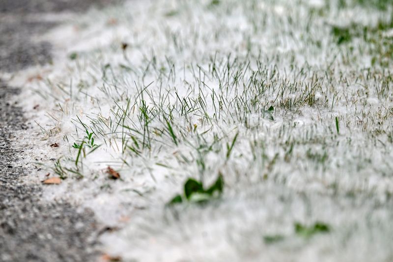Cottonwood seeds cover the edge of the grass at a home on Wednesday, June 18, 2025, in East Lansing.