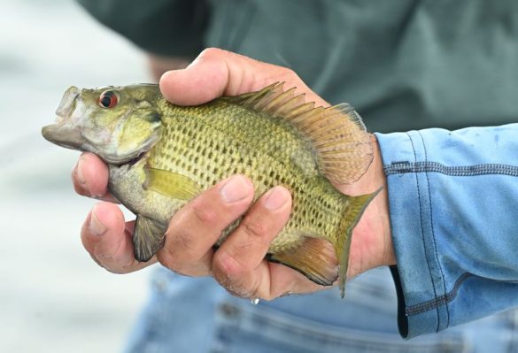Don't eat these fish: Michigan releases updated guidelines