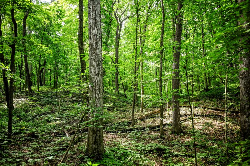 A view of the forest along one of the hiking trails at Michigan State University's Hidden Lake Gardens on Friday, June 20, 2025, in Tipton.