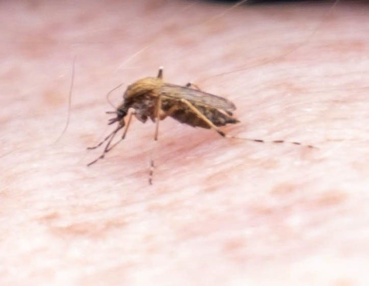 A mosquito draws blood from a person's arm â€” a reminder of the health risks posed by rising mosquito populations and the importance of prevention.