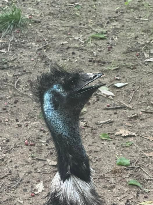This is photo of Ralph, an emu that lives at the Potter Park Zoo in Lansing. A different emu was running loose in south Lansing on June 26.