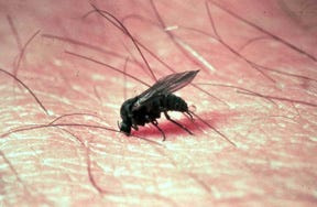 Black flies are small flies with a humpbacked appearance. Many that have fed on me have white stripes on their legs.