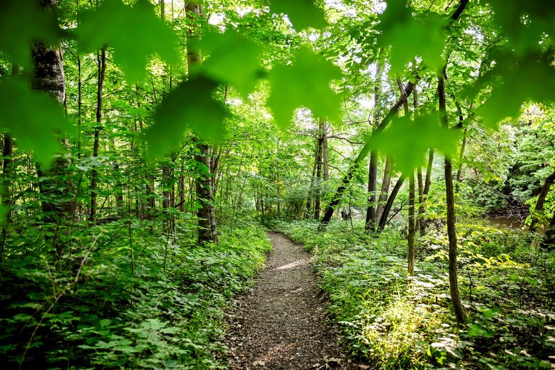 A view of the trail at the Sanford Natural Area on July 1, 2025, on the Michigan State University campus in East Lansing.