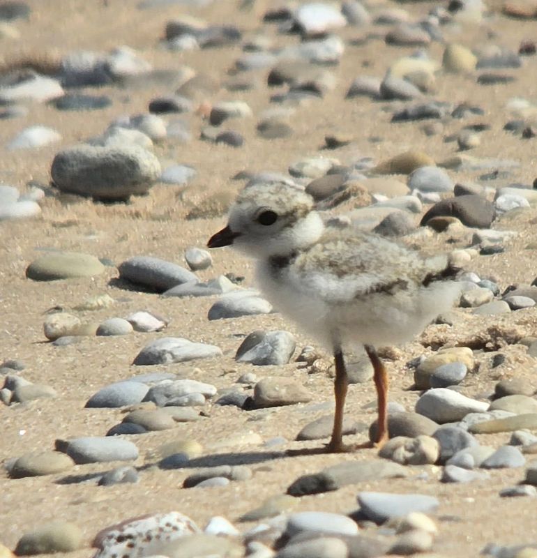 One of "Gabby's" two piping plover chicks at Sleeping Bear National Lakeshore.