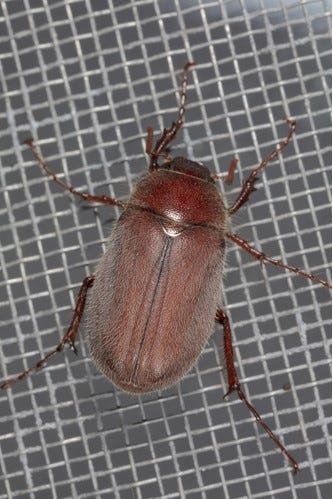 Photo of a June bug posted on iNaturalist.org by user Vicroengel