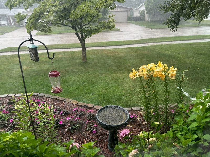 Rain falls in Livonia on Friday, July 11, 2025.