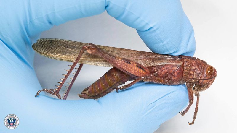 A live Egyptian locust was discovered in the luggage of a passenger from Albania at Detroit Wayne County Metropolitan Airport in March.