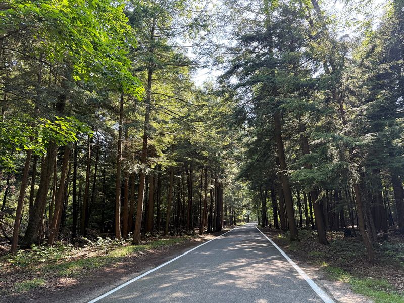 The Tunnel of Trees stretches for miles along a narrow, winding road with scenic views of Lake Michigan, nature preserves and plenty of wildlife.