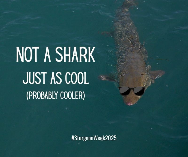 The Michigan Department of Natural Resources is highlighting lake sturgeon as part of its Sturgeon Week campaign.