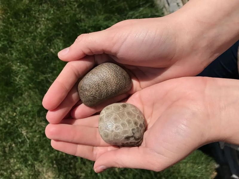 Petoskey, bottom, and Charlevoix stones.