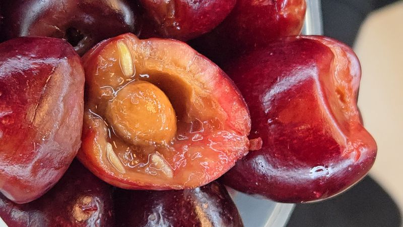 U.S. Customs and Border Protection intercepted 5 pounds of fresh cherries infested with European cherry fruit fly at the Detroit Metropolitan Airport on June 19.