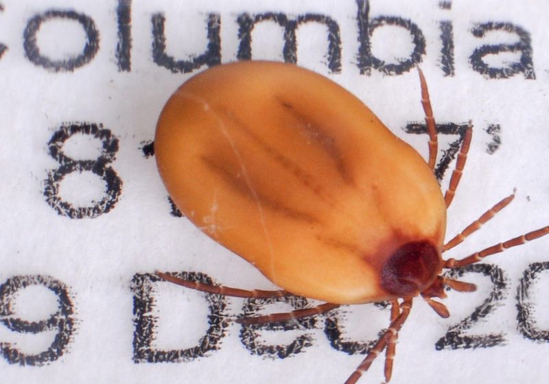 A gorged deer tick captured in 2007 in Columbia, South Carolina is part of the Clemson University anthropod collection in Long Hall.