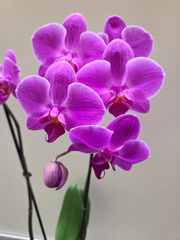 With proper care, orchid flowers will last for an extended period of time.