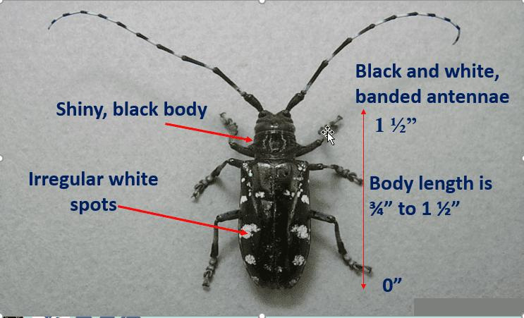 Detailed image of the Asian longhorned beetle.