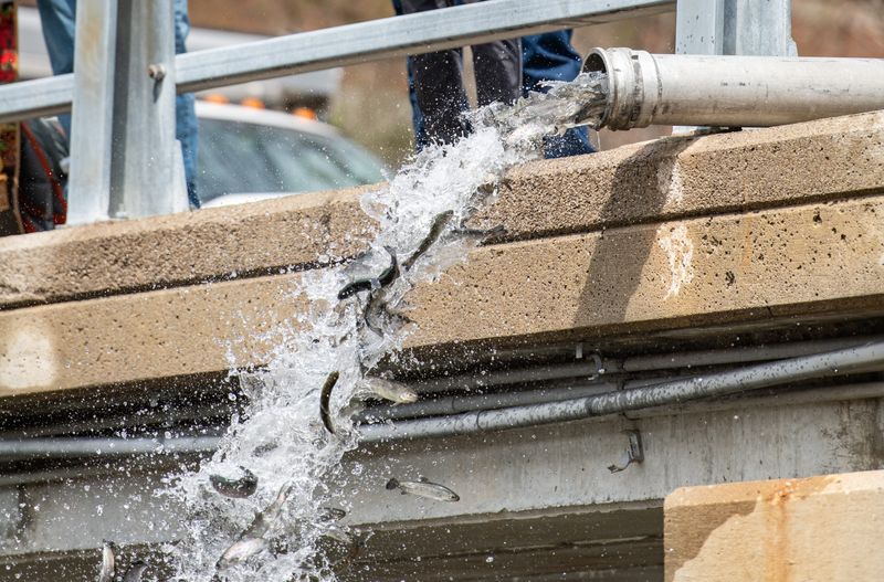 Steelhead were stocked in the Red Cedar River in East Lansing this spring. The Michigan Department of Natural Resources has stocked a total of 18,958,970 fish so far in 2025.