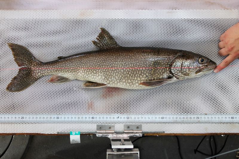 The oldest known Great Lakes trout, which DNR staff named Mary Catherine, is shown. It was captured from Lake Superior in 2023.