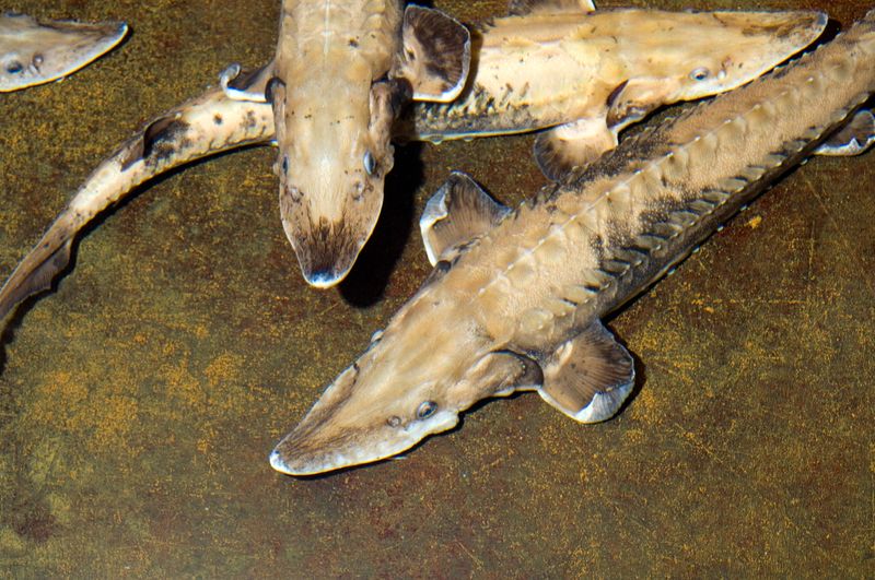 Young lake sturgeon are shown at the Wolf Lake State Fish Hatchery in Mattawan in this March 2009 photo