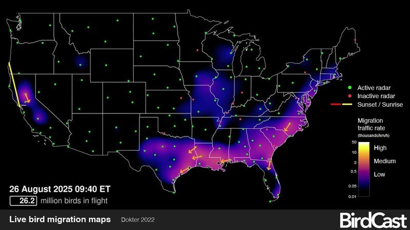 Live Aug. 26, 2025 fall bird migration map for birds migrating south in the contiguous U.S. The maps, updated daily, are produced by the Cornell University Lab of Ornithology and Colorado State University as part of their BirdCast project.