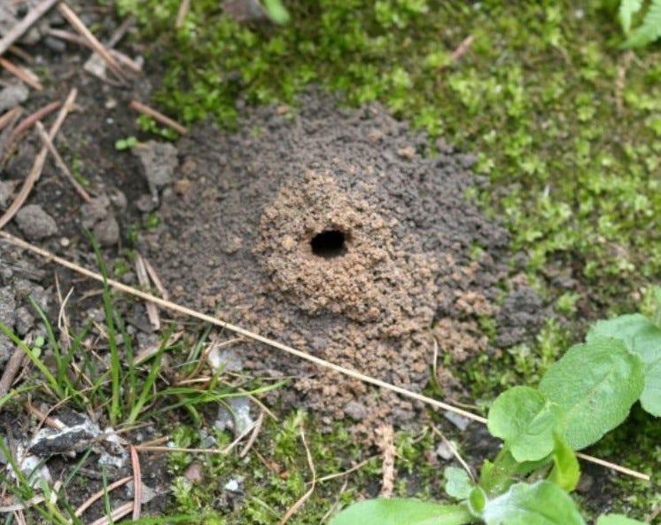 Photo of a ground bee's nest hole posted on Michigan State University's Extension.