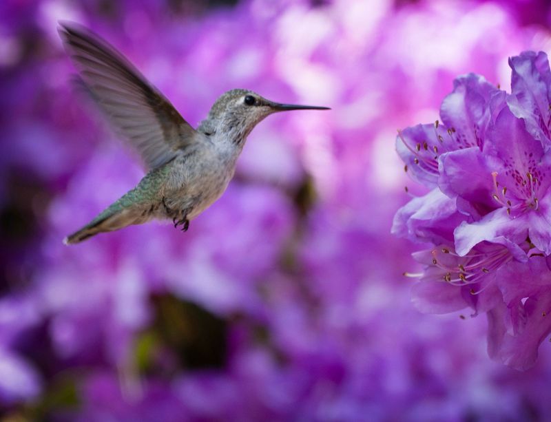 A hummingbird looks for a meal among blooming rhododendrons at Hendricks Park in Eugene. The park covers over 80 acres and includes a rhododendron garden, paths and 200 year-old Douglas fir trees in 2025.