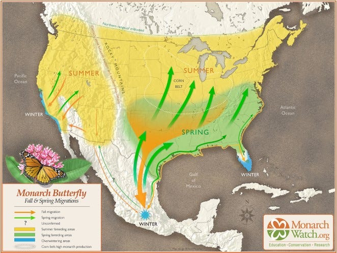 Map of the monarch butterfly fall migration.