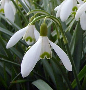 Photo of the snowdrop flower from MSU's Extension.
