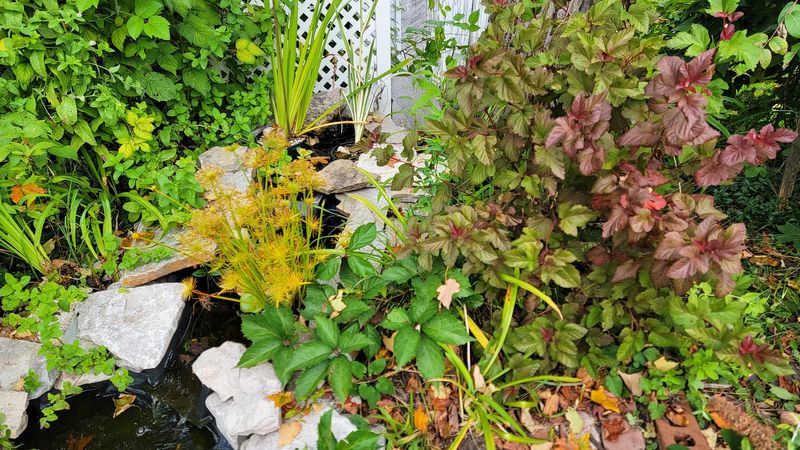 The first hints of fall color around one of the author's garden ponds.