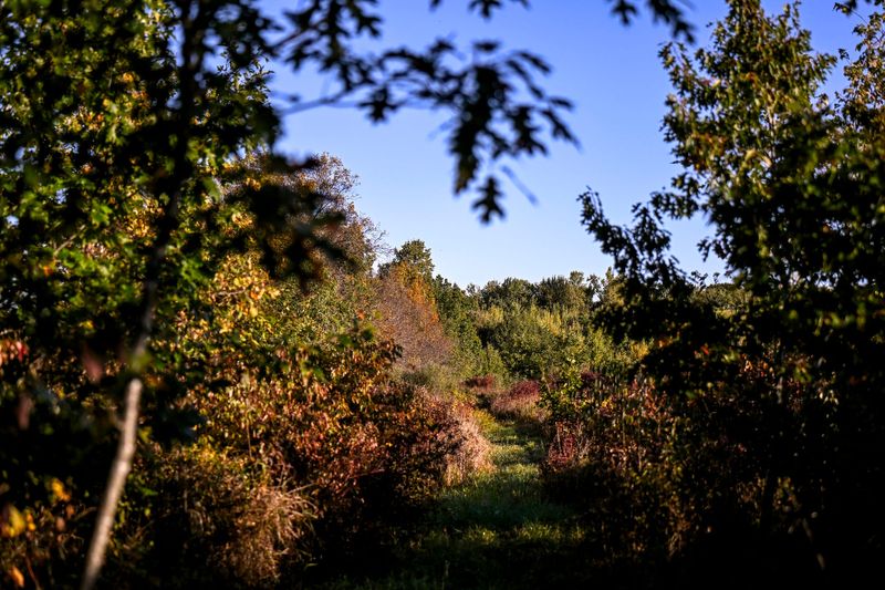 A view of the trail at Kindel Natural Area on Wednesday, Oct. 8, 2025, in Clinton County.