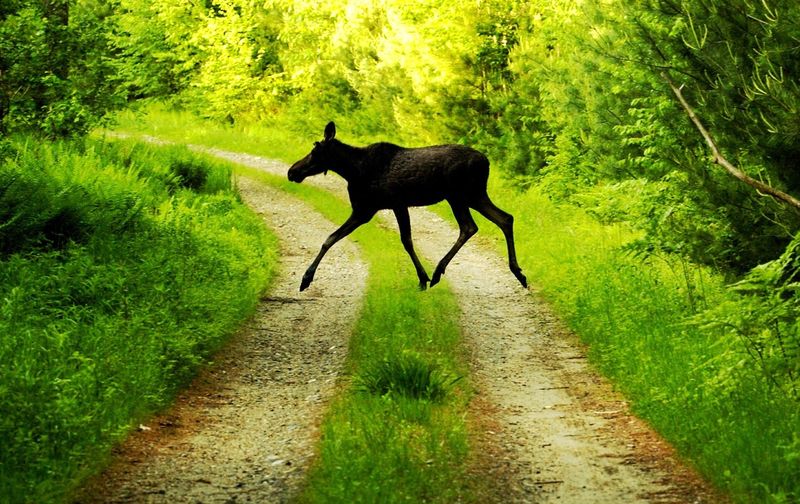 A moose crossing the road. Motorists should slow down in areas where moose might be, especially at dawn and dusk.