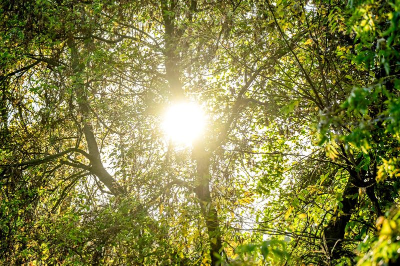 The morning sun shines through the trees at Simmons Memorial Park on Tuesday, Oct. 14, 2025, in Webberville.