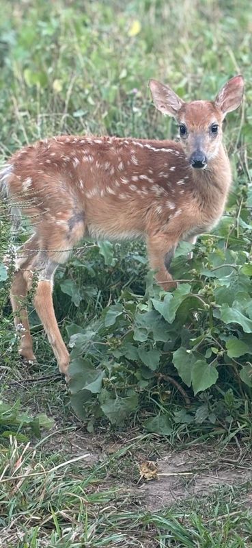 Peanut, a weak fawn rehabilitated over months by Detroit Animal Welfare Group, has been ordered to be euthanized by the Michigan Department of Natural Resources.