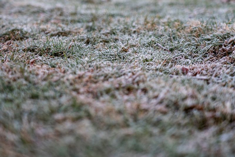 Frost coats grass at Belhaven University in Jackson, Miss., on Tuesday, Nov. 11, 2025. A freeze warning was in effect for portions of Arkansas, Louisiana, Mississippi and is set to expire at 8 a.m.