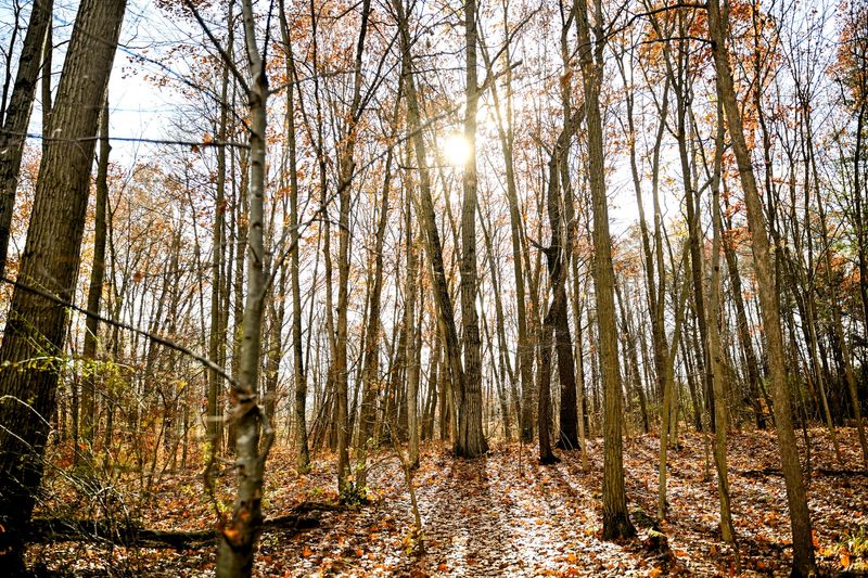 A view of the thick forest along the trail at Red Cedar Glen Land Preserve on Wednesday, Nov. 12, 2025, in Okemos.