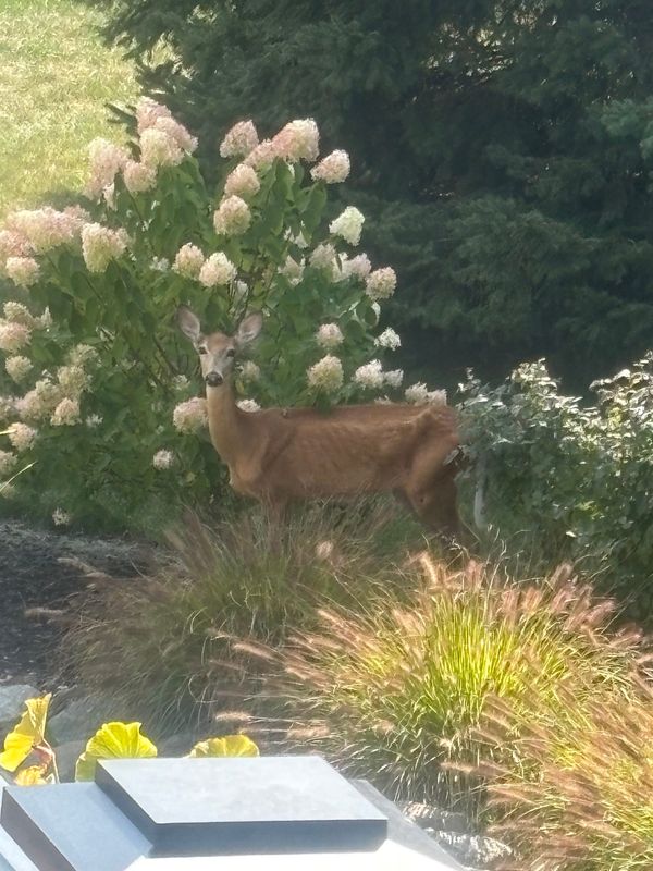 This photo was submitted to the Michigan DNR by an Allegan County resident who reported the emaciated doe. On exam at the DNR’s Wildlife Disease Lab, the deer was noted to be in poor physical condition with no body fat.